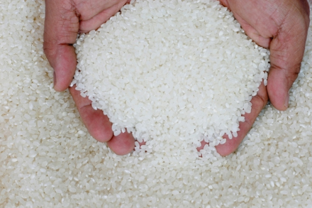 Hands of rice